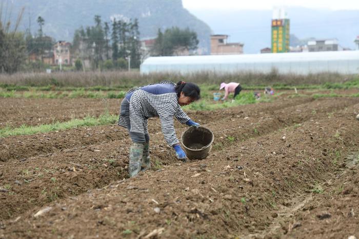 广西贺州平桂区：春分香芋种植忙  奏响春耕“进行曲”