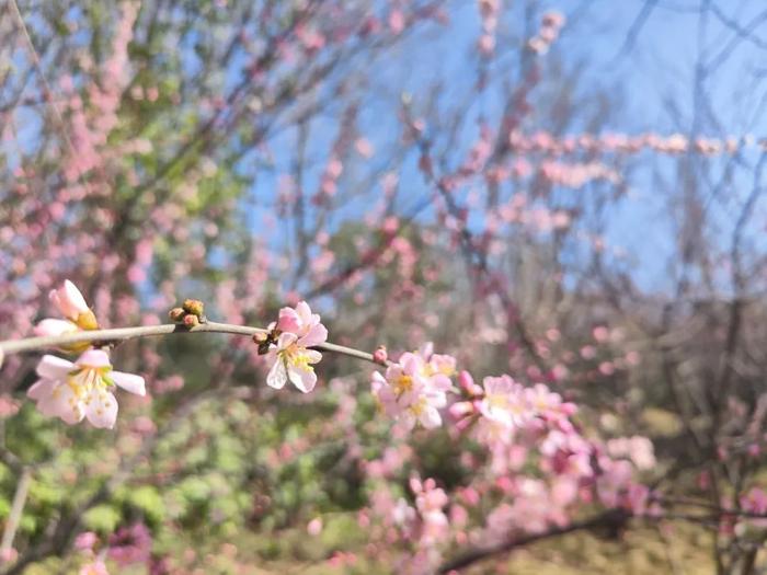 郑州周末赏花去哪ヾ(*´∀ ˋ*)ﾉ →