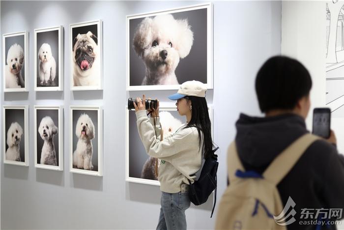 愚园路萌化了！100只狗狗肖像展免费开放，用镜头“讲述”它们的故事