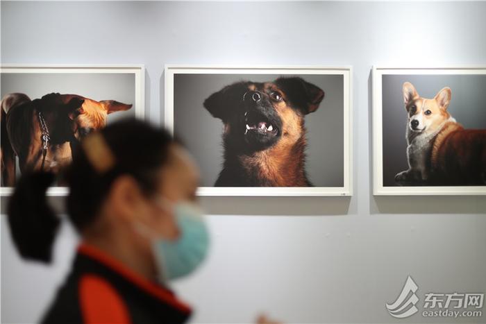 愚园路萌化了！100只狗狗肖像展免费开放，用镜头“讲述”它们的故事