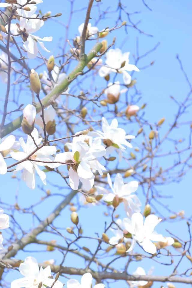 春回暖，花渐开，方松送你一片春暖花开！