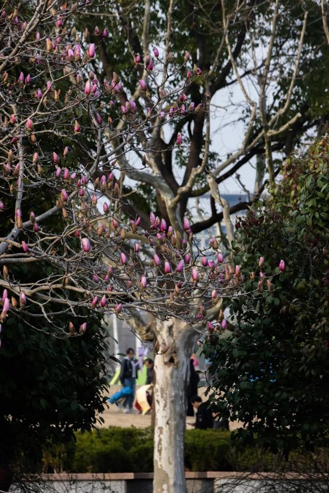 春回暖，花渐开，方松送你一片春暖花开！