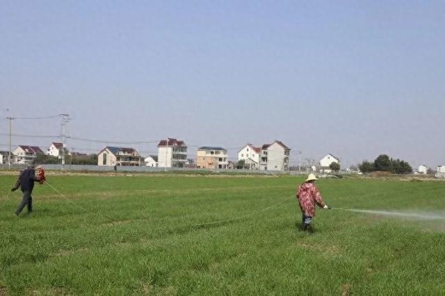 一年好景看春耕！金山这里的田间地头绘就春景农事图