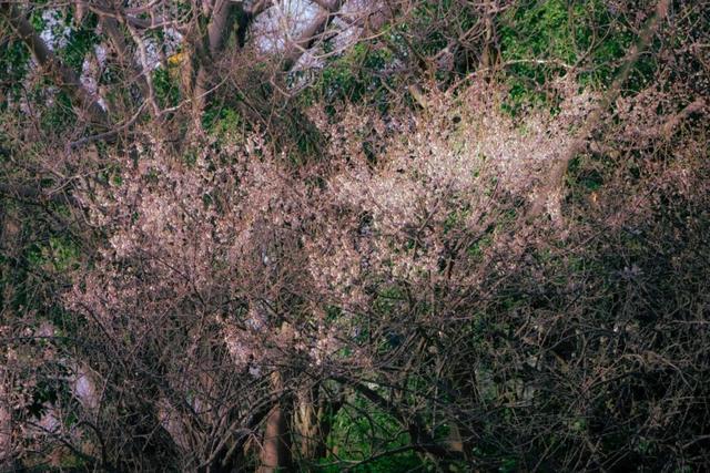 春回暖，花渐开，方松送你一片春暖花开！