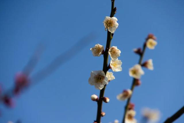 春回暖，花渐开，方松送你一片春暖花开！