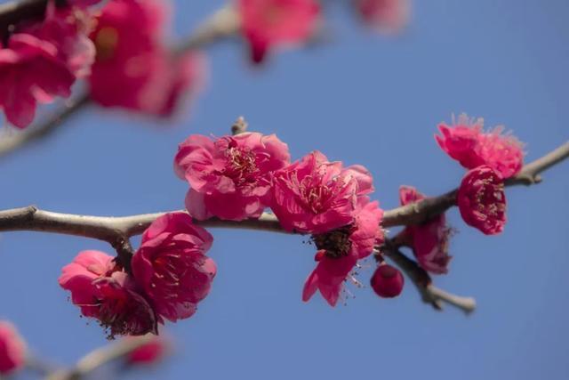 春回暖，花渐开，方松送你一片春暖花开！