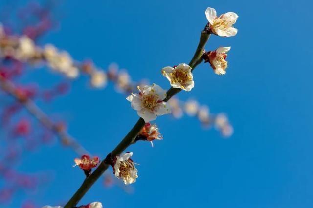 春回暖，花渐开，方松送你一片春暖花开！