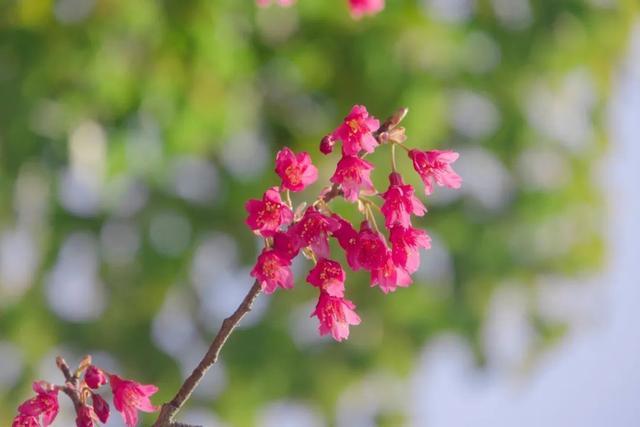 春回暖，花渐开，方松送你一片春暖花开！