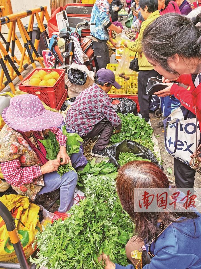 春食野菜正当时 怎么吃才健康？哪些植物不能吃？