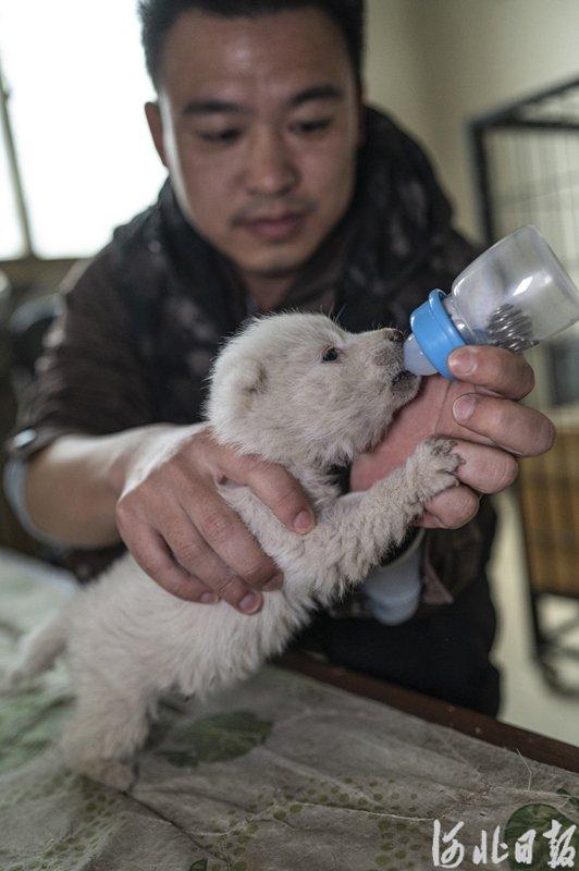 河北石家庄：动物园里的“超级奶爸”