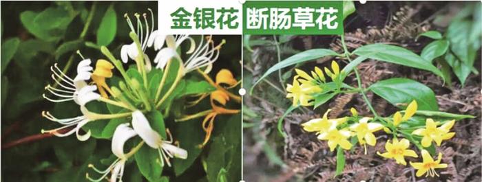 春食野菜正当时 怎么吃才健康？哪些植物不能吃？