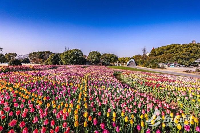 在辰山植物园“郁”见春天 5万余株郁金香进入最佳观赏期