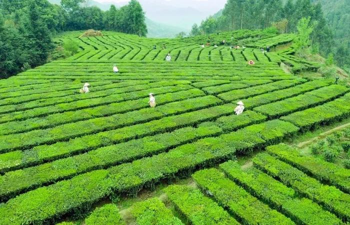 梧州全市生态茶园面积达33.34万亩！