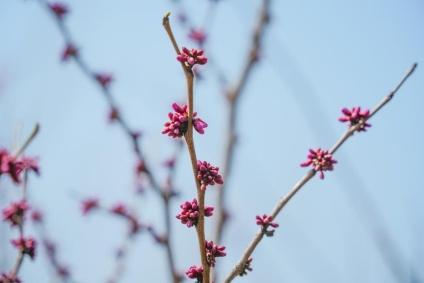 藏不住啦～赵巷限定版春日美景静等你来赏