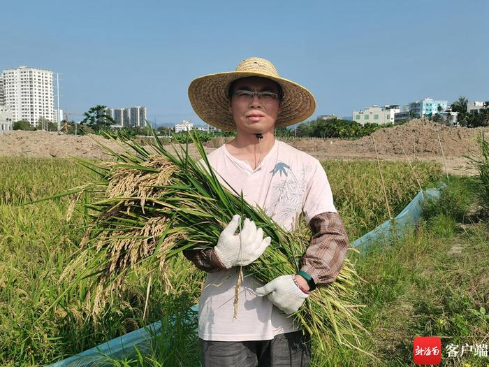 寻找新质生产力⑦丨盐碱地里稻花飘香 300多份海水稻小品种新材料三亚收割