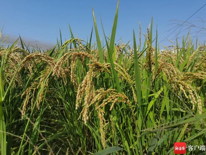 寻找新质生产力⑦丨盐碱地里稻花飘香 300多份海水稻小品种新材料三亚收割