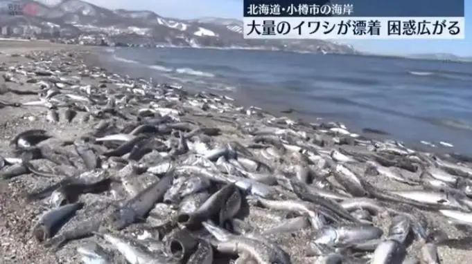 日本海岸漂来大量死鱼！“40多年第一次见”