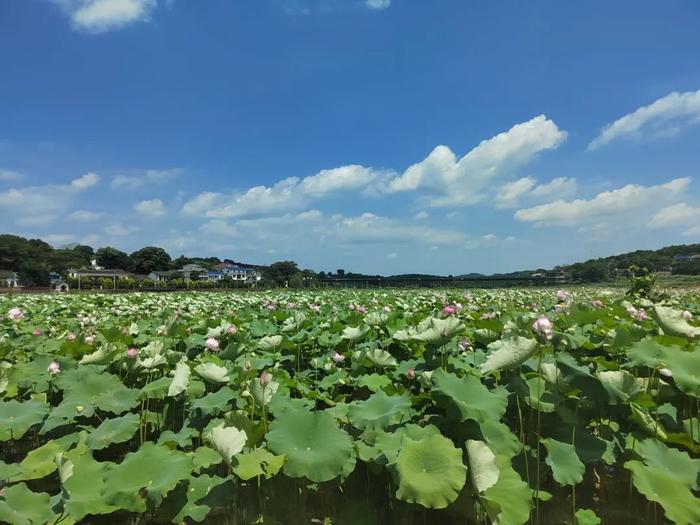 冷水滩伊塘十五大景区欢迎您来打卡！旅游地图已新鲜出炉