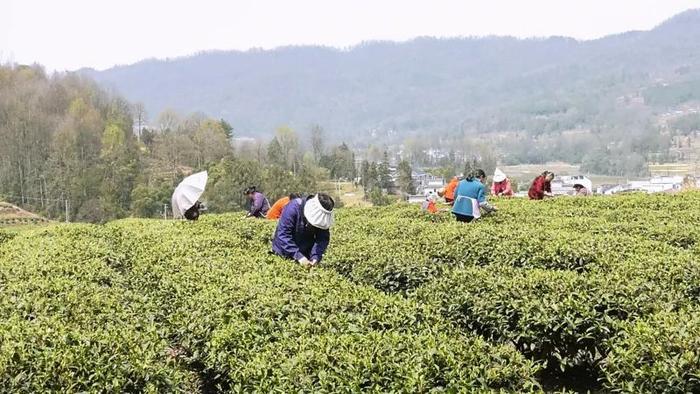 【融媒体中心新闻播报】蜂岩镇：漫山春茶香 茶叶经济旺