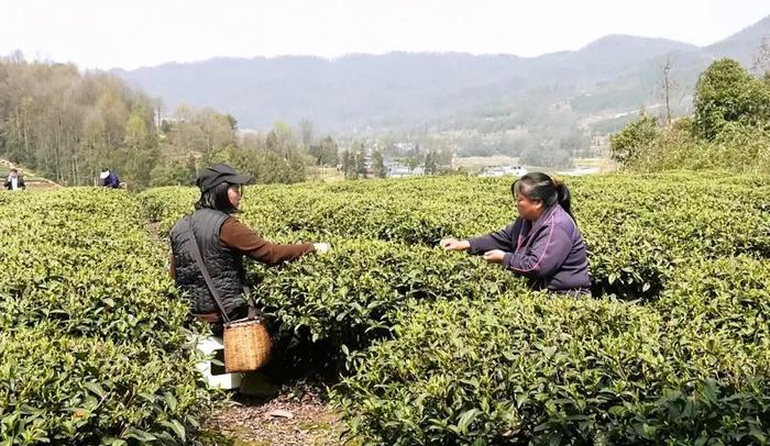 【融媒体中心新闻播报】蜂岩镇：漫山春茶香 茶叶经济旺