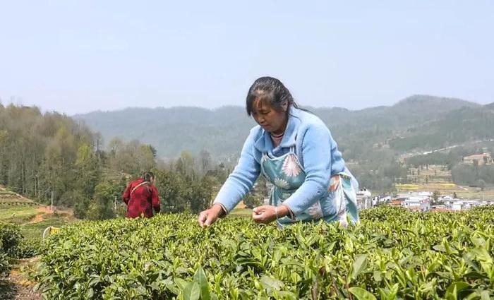 【融媒体中心新闻播报】蜂岩镇：漫山春茶香 茶叶经济旺