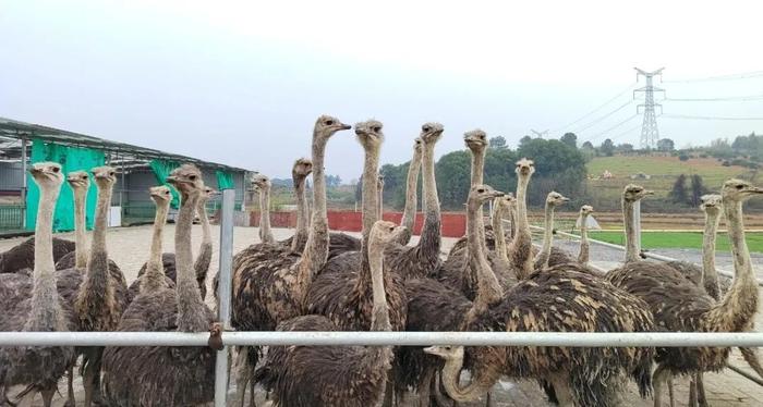 冷水滩伊塘十五大景区欢迎您来打卡！旅游地图已新鲜出炉