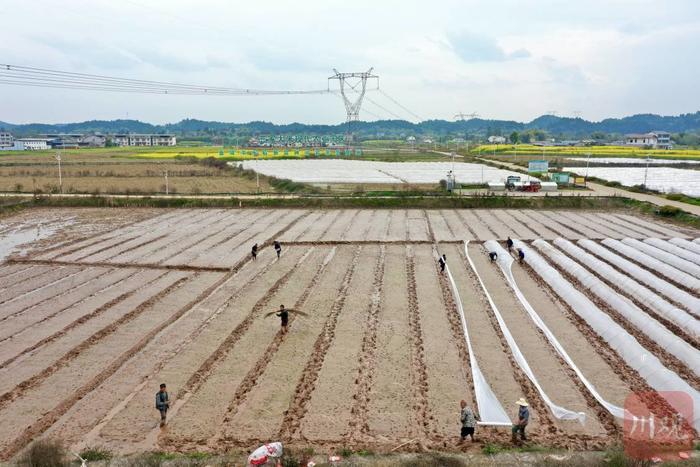 市州观察丨遂宁：建“粮”田、施“粮”法、引“粮”主 为“天府粮仓”装上更多优质粮