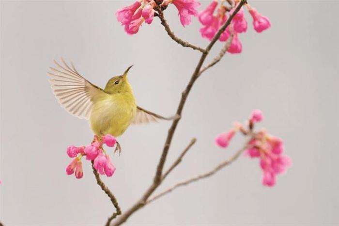 柳州进入最佳观鸟季，这几处观鸟地点欢迎您来！