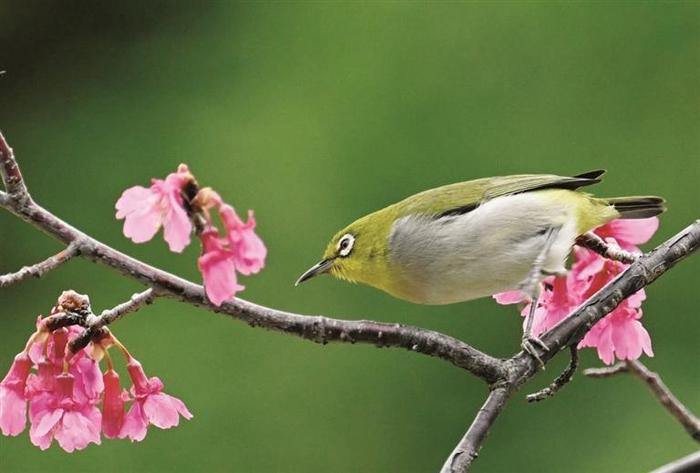 柳州进入最佳观鸟季，这几处观鸟地点欢迎您来！