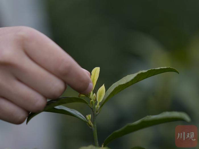 C视频丨明前茶飘香 洪雅千亩“奶白茶”采摘忙