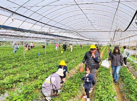 文山返乡青年组团发展农业产业——“七小农”的创业路