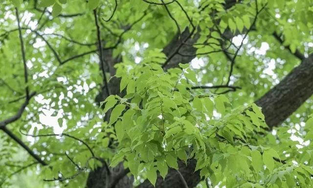 春回大地，百病生！如何预防春季多发疾病？丨上海市消保委健康消费专业办