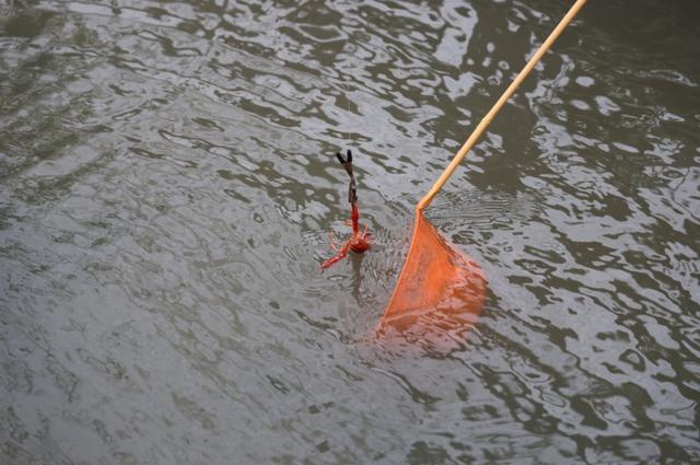 在“热带雨林”中钓龙虾、钓牛蛙是什么体验？