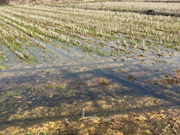 在500亩水稻田，开展一场生物质炭减排实验