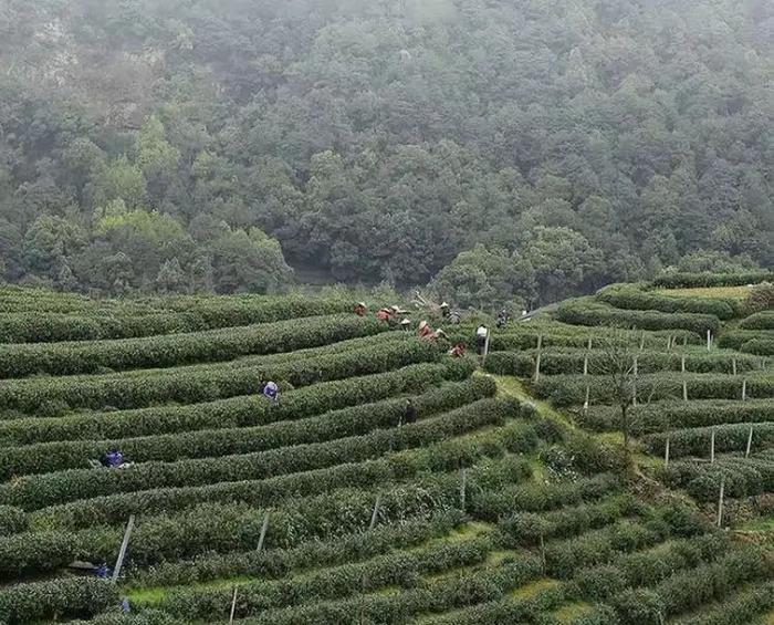 万颗嫩芽才得一斤，明前龙井抢“鲜”上市！头采、新鲜，懂茶的人都在抢这杯！