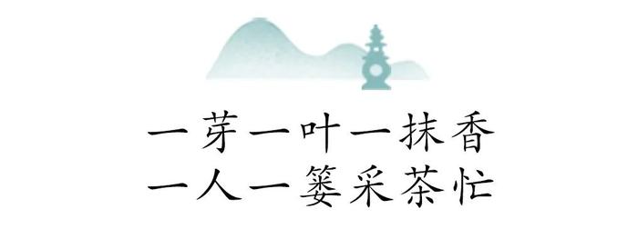 万颗嫩芽才得一斤，明前龙井抢“鲜”上市！头采、新鲜，懂茶的人都在抢这杯！