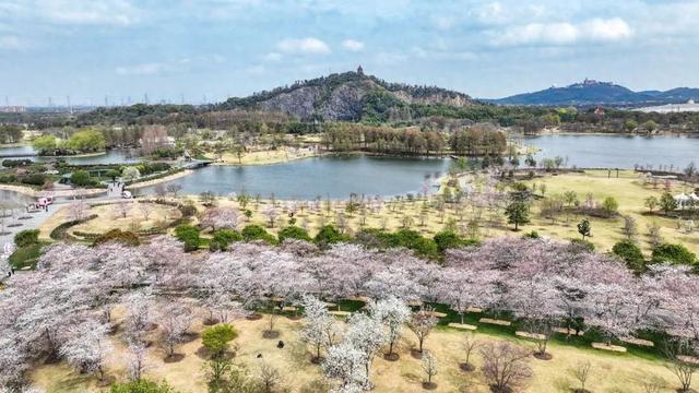 粉白色浪漫花海再现！辰山植物园第一拨染井吉野樱来啦