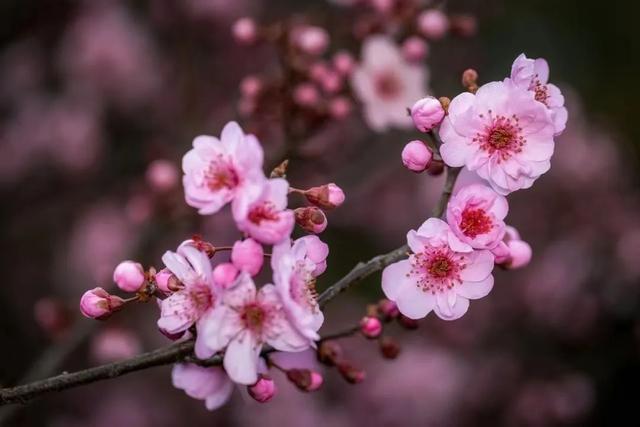 虞美人花海好像打翻了春天的调色盘！就在上海这个免费公园→