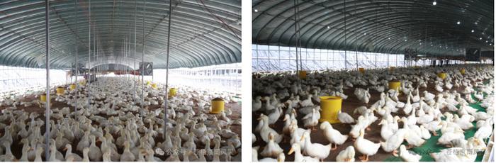 京南镇：肉鸭养殖助力乡村振兴