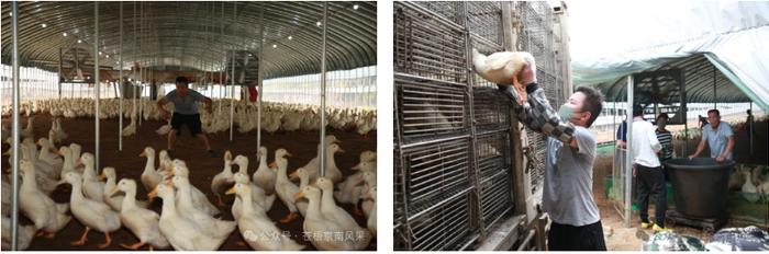 京南镇：肉鸭养殖助力乡村振兴