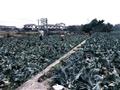 5万株西兰花苗长大“变”花椰菜，法院：“苗不对板”，卖家退款、赔偿