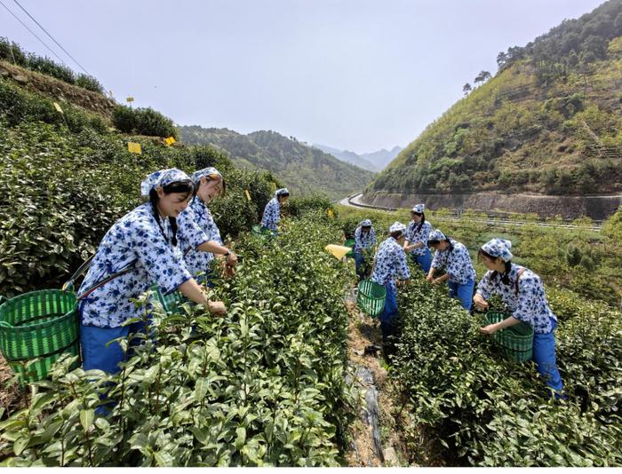 歙县三阳镇：三产融合 延伸做强茶产业链