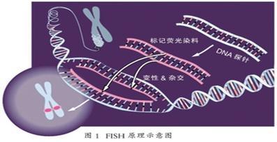 病理科的小“鱼”儿，“荧光原位杂交(FISH)技术” 你了解吗？