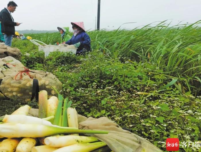 海口七水洋蔬菜种植基地：特色产业助增收