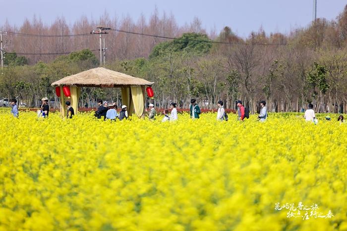 山水画般的“庄行花屿”开放啦！今年奉贤菜花节有新玩法