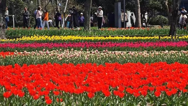 “静”观花开丨从彭浦四季到中环公园，跟着静宝来邂逅“春园”浪漫春色！