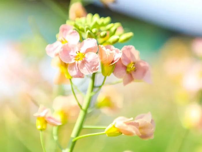 山水画般的“庄行花屿”开放啦！今年奉贤菜花节有新玩法