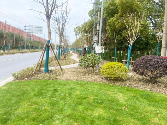 “我在思贤路很想你”～松江这条道路绿化景观全新升级！