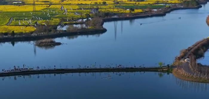 赏春色美景 看乡村振兴！全国主流媒体齐聚芜湖赏万亩花田