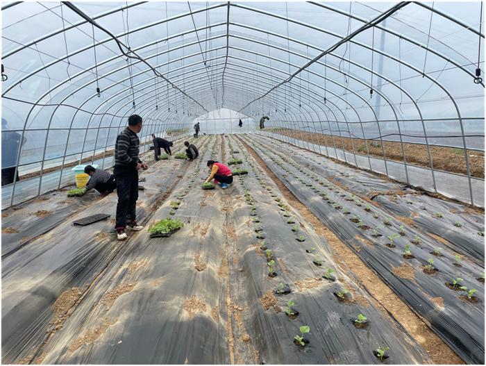 六安市椿树镇：蔬菜大棚绿意浓  产业发展促振兴